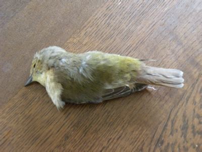 死掉的小鳥 中南海是什麼